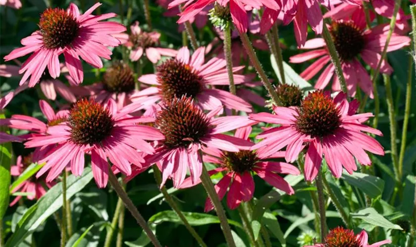 Garten-Scheinsonnenhut 'Glowing Dream'