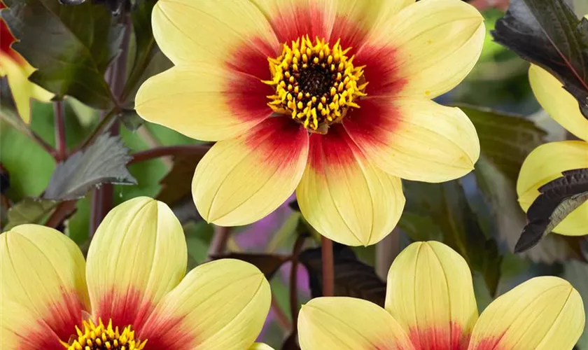 Einfach blühende Dahlie 'Moonfire'