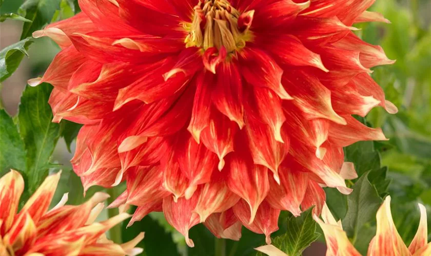 Dahlia 'Bodacious'