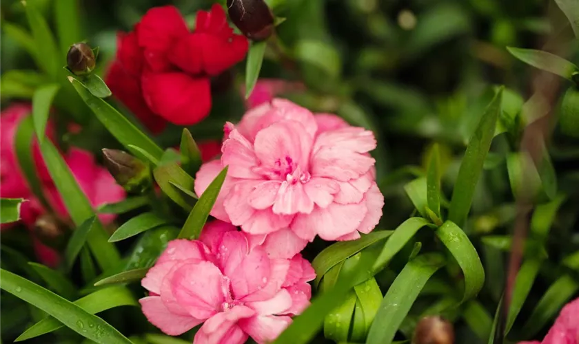 Dianthus caryophyllus 'Carnelia'