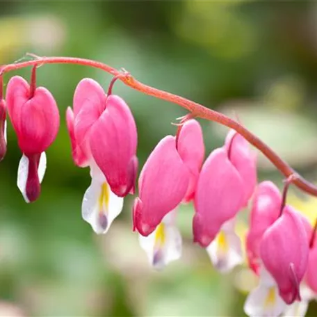 Dicentra spectabilis 'Twin'