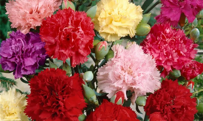 Dianthus caryophyllus 'Chabaud'