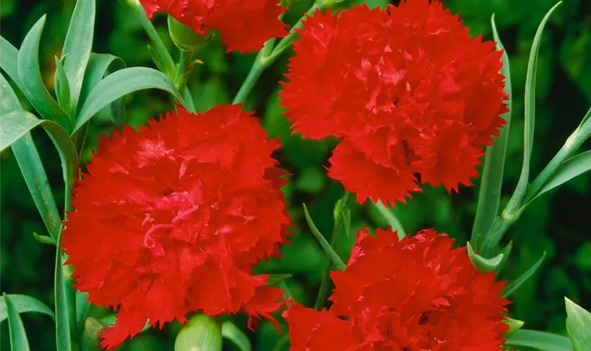 Dianthus caryophyllus 'Roter Korsar'