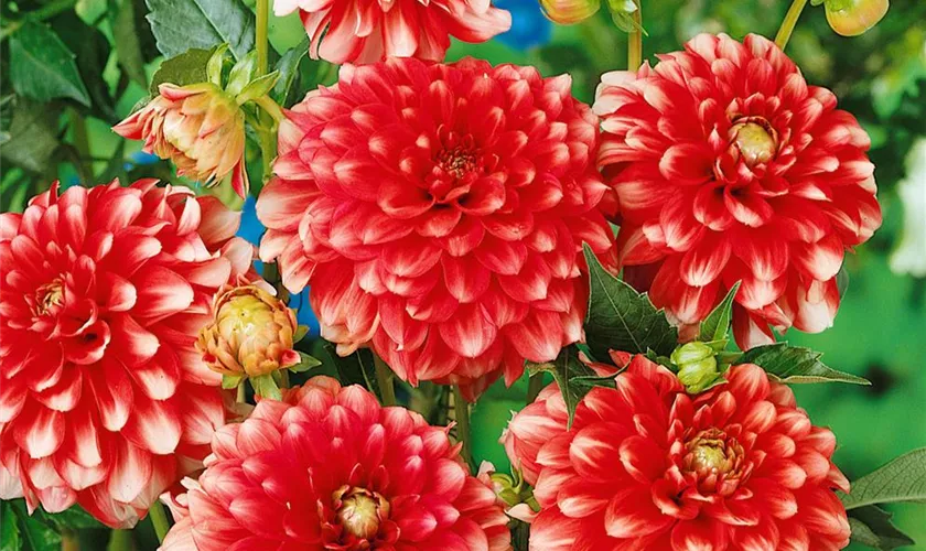 Dahlia 'Musette'