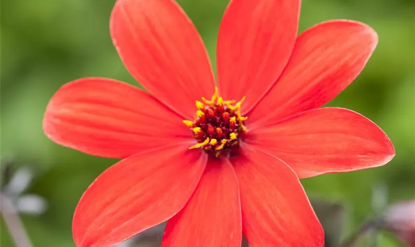 Dahlia 'Mystic Enchantement'