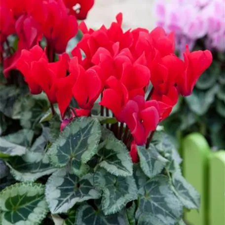 Cyclamen persicum 'Picasso Red'