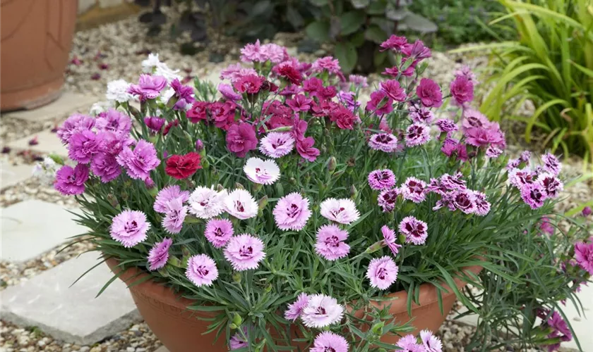 Dianthus caryophyllus 'Fragranza Pink'