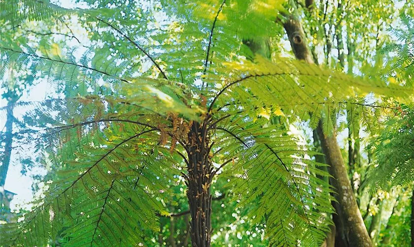 Dicksonia squarrosa