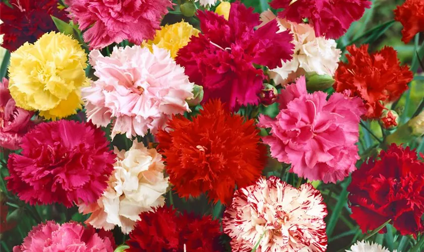 Dianthus caryophyllus 'Trio'