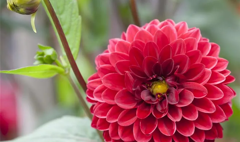 Dahlia 'Night Queen'