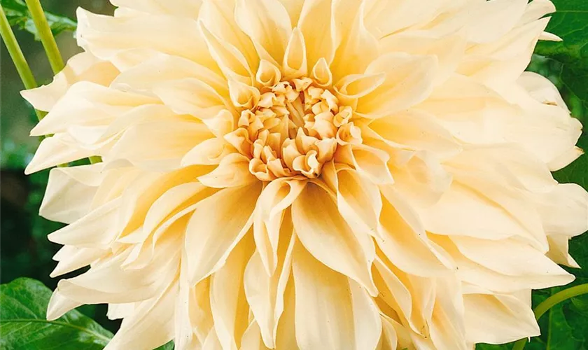 Dahlia 'Cafe au Lait'