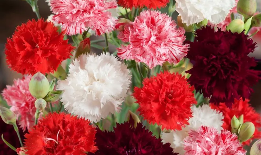 Dianthus caryophyllus 'Johannistag'