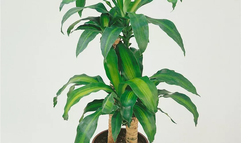 Dracaena deremensis 'Arturo'