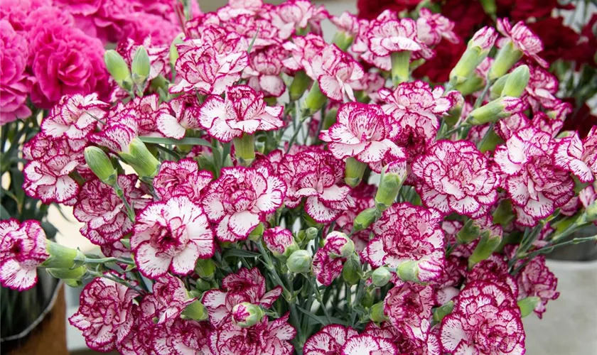 Dianthus caryophyllus 'Mondrian'