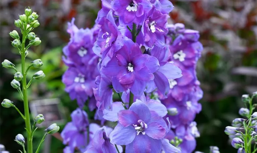 Hoher Garten-Rittersporn 'Augenweide'