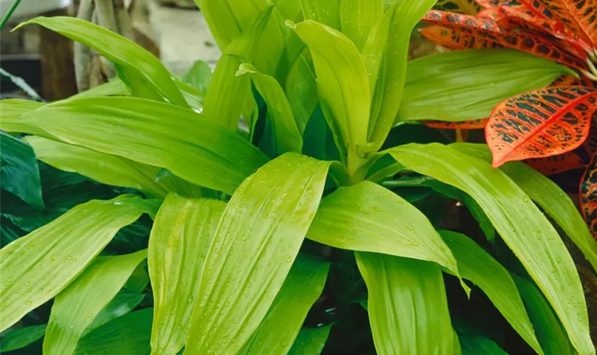 Dracaena deremensis 'Compacta Lemon'