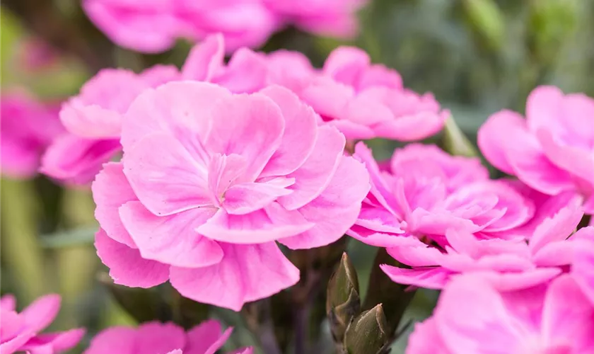 Dianthus caryophyllus 'Peman'