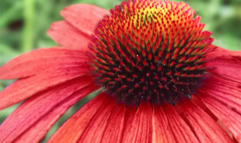 Garten-Scheinsonnenhut 'Postman'