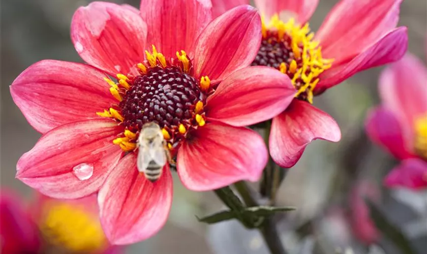 Einfach blühende Dahlie 'Chic en Rouge'