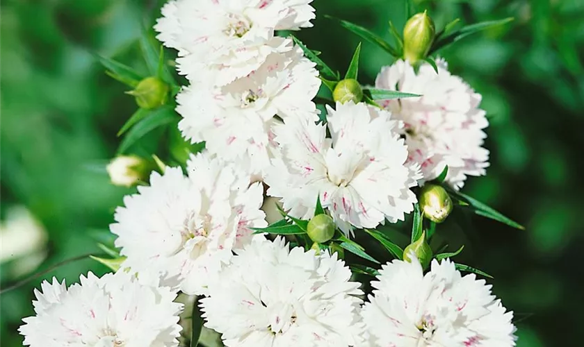 Dianthus caryophyllus 'Perfume Pinks® Memories'