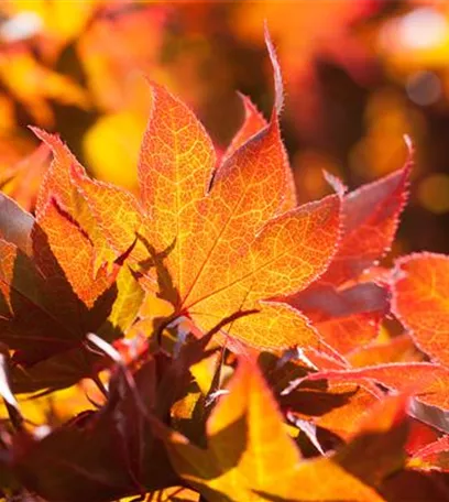 Der herbstliche Garten schön in Form