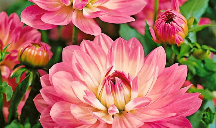 Dahlia 'Christine'