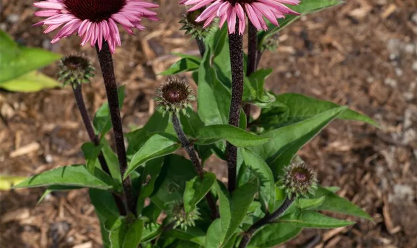 Roter Sonnehut 'Profusion'