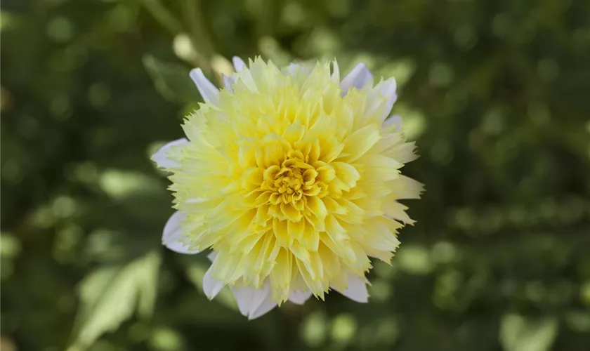 Dahlia 'Paso Doble'