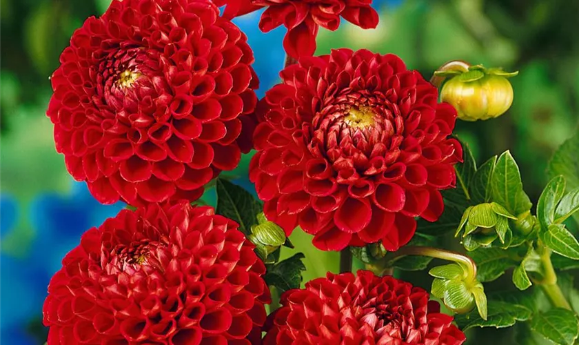 Dahlia 'Cornel'