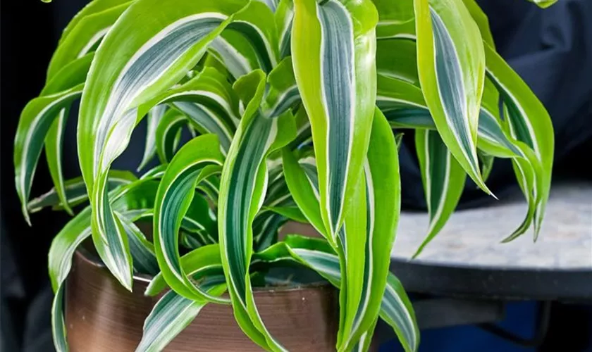 Dracaena fragrans 'Burley'