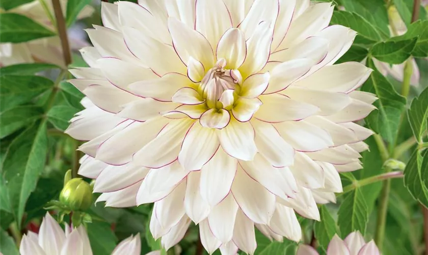 Dahlia 'Crazy Love'