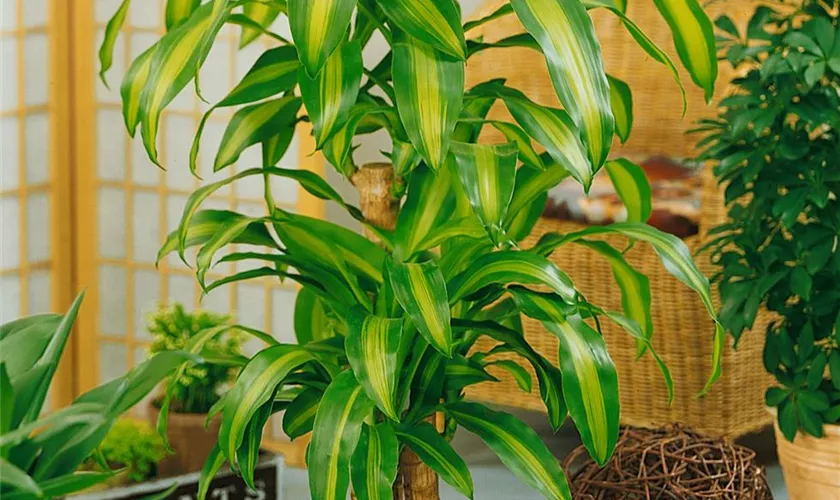 Dracaena fragrans 'Cintho'