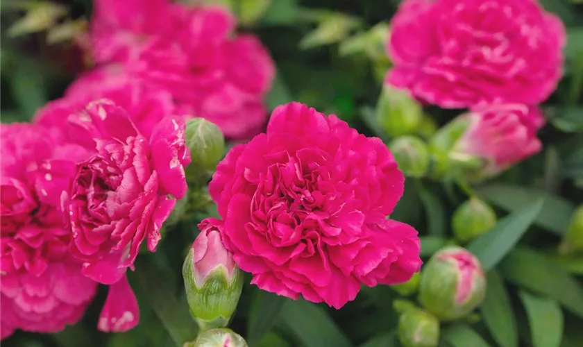 Dianthus caryophyllus 'Sprint Diana'