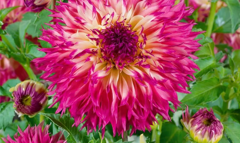 Dahlia 'Pineland Princess'