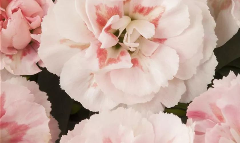 Dianthus caryophyllus 'Teneriffa'