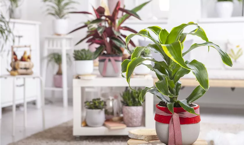 Dracaena fragrans 'Dorado'