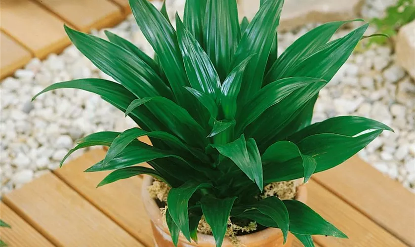 Dracaena fragrans 'Green Jewel'