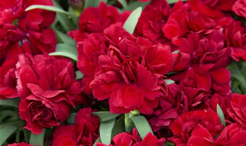 Dianthus caryophyllus 'Velvet Red'