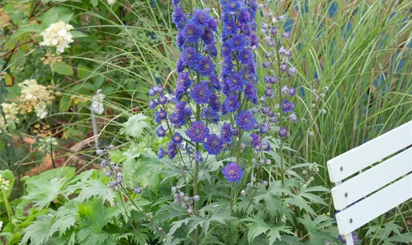 Hoher Garten-Rittersporn 'Fernzünder'