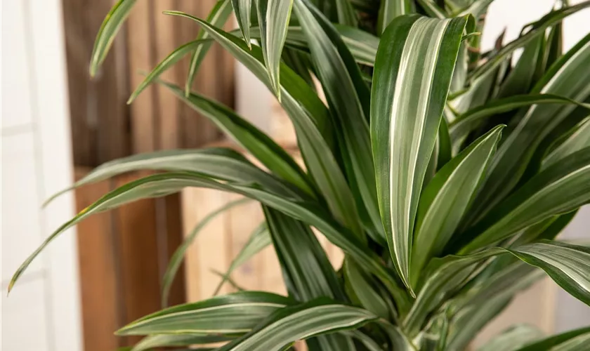 Dracaena fragrans 'Jade Jewel'