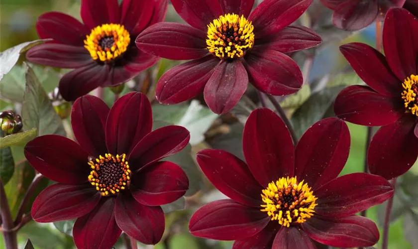 Dahlia pinnata 'Black Beauty'