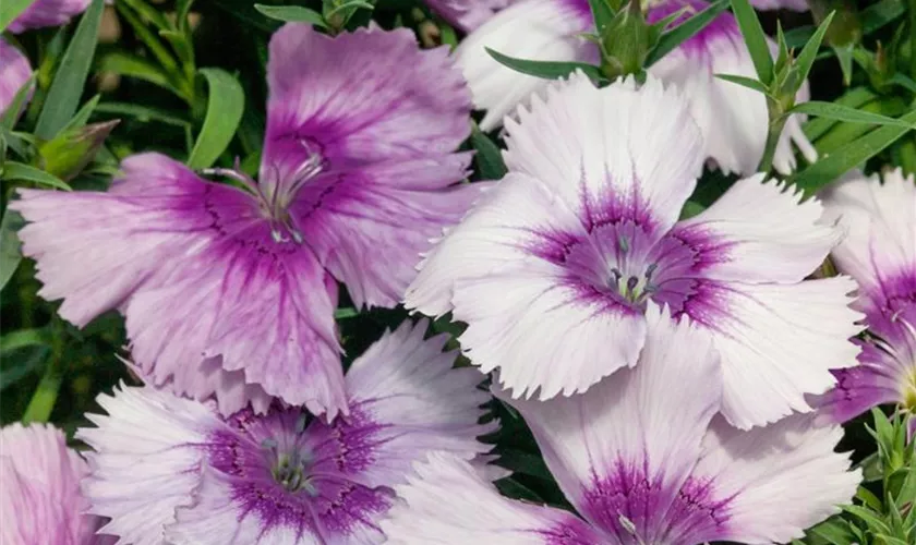 Dianthus 'Dinero'