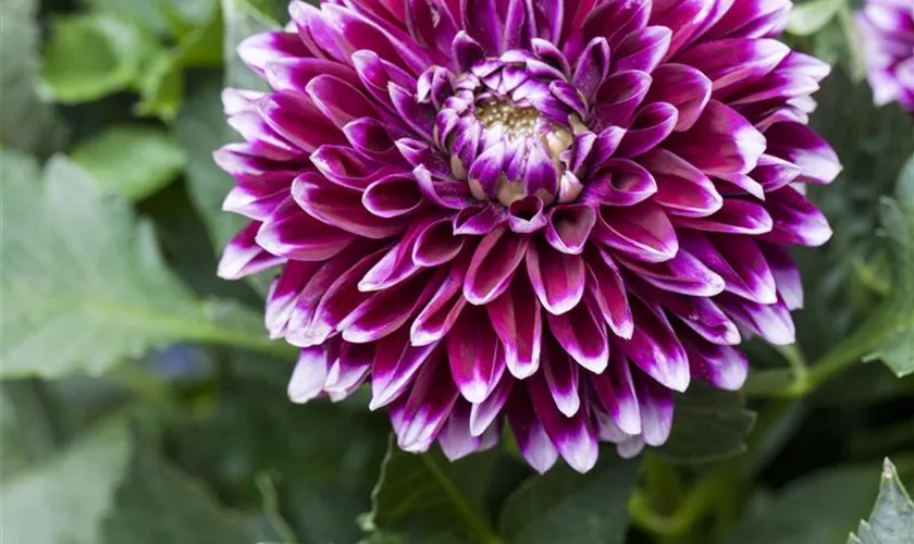 Dahlia 'DALINA® Maxi'