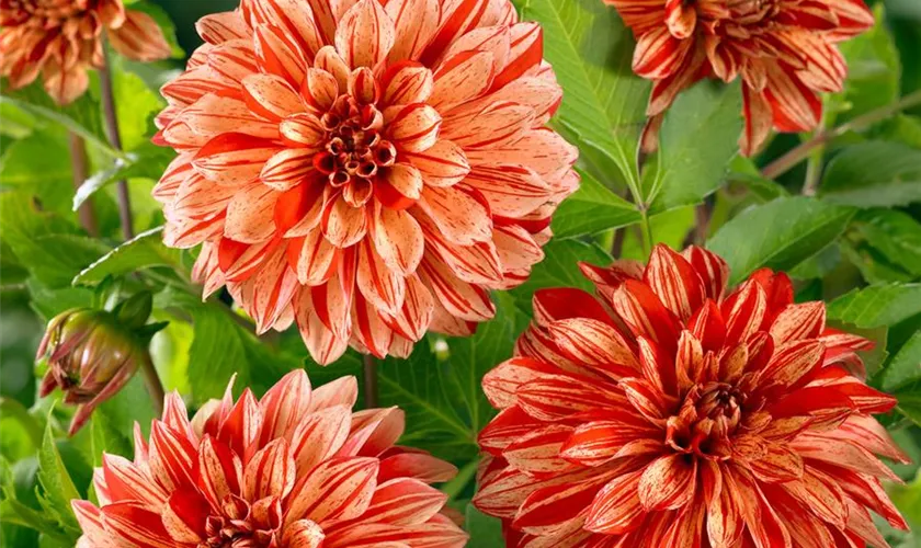 Dahlia 'Pippi'