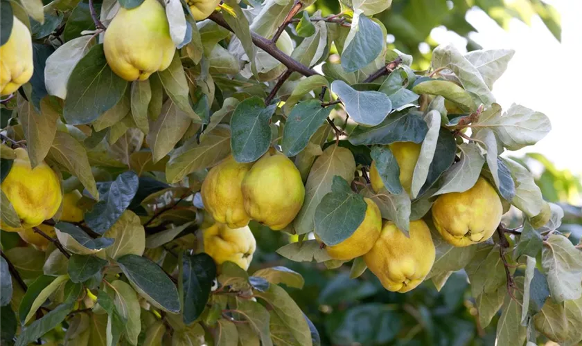 Cydonia oblonga var. oblonga, Stamm