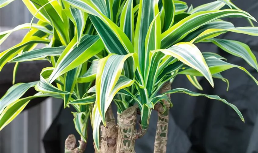 Dracaena sanderiana 'Gold'