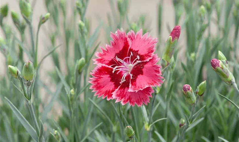 Dianthus chinensis 'Strawberry'