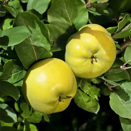 Cydonia oblonga 'Apfelquitte von Angers'