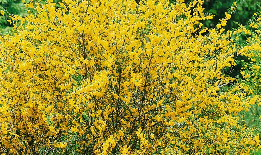 Cytisus scoparius 'Fascination'