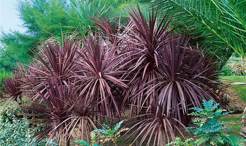 Dracaena indivisia 'Red Star'